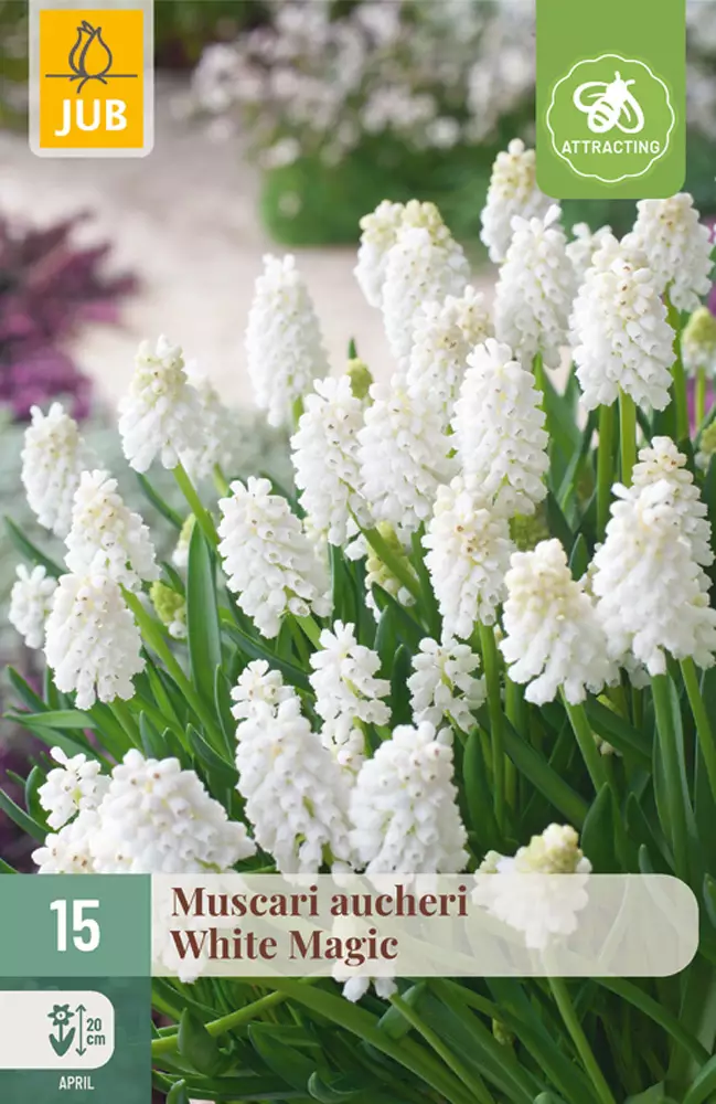 Helmililja White Magic 15 kpl/pkt - Liljat - 8712438521331 - 1