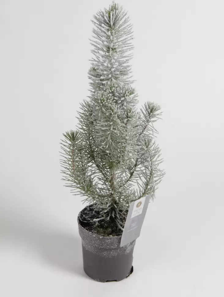 Huonemänty Silver Crest ø10,5 cm - Joulukauppa - 129081 - 1