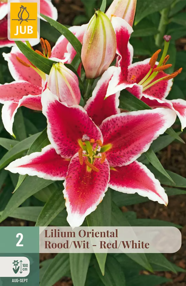 Idänlilja Oriental Red-White 2 kpl/pkt - Liljat - 8712438975141 - 1