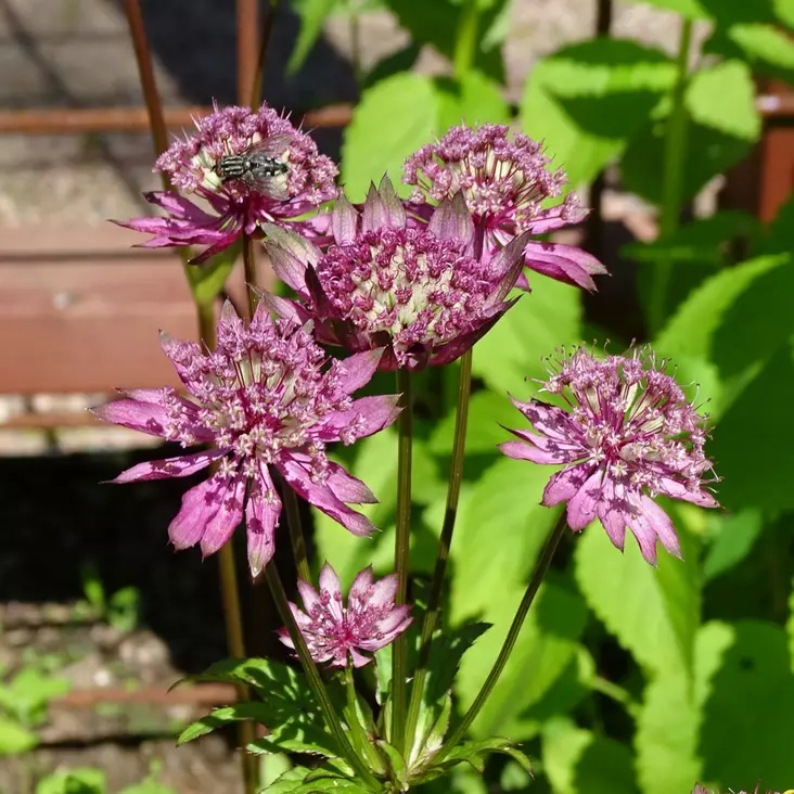 Isotähtiputki Primadonna - Perennat - 70911 - 1