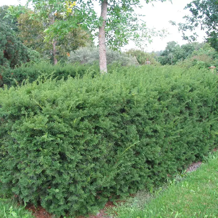 Kartiomarjakuusi Hillii 40-50 - Havupuut - 62271 - 1