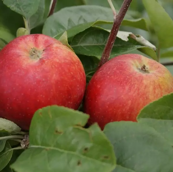 Kesäomena Siloposken Aikainen - Omenapuut - 12511 - 1