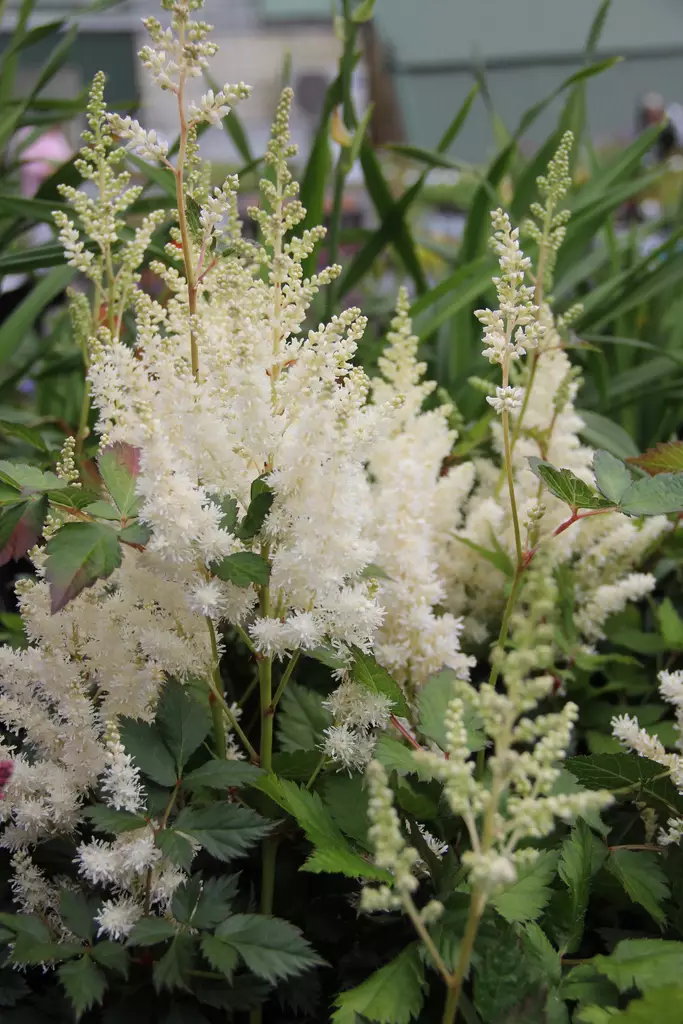 Kiinanjaloangervo Vision in White - Perennat - 76301 - 1