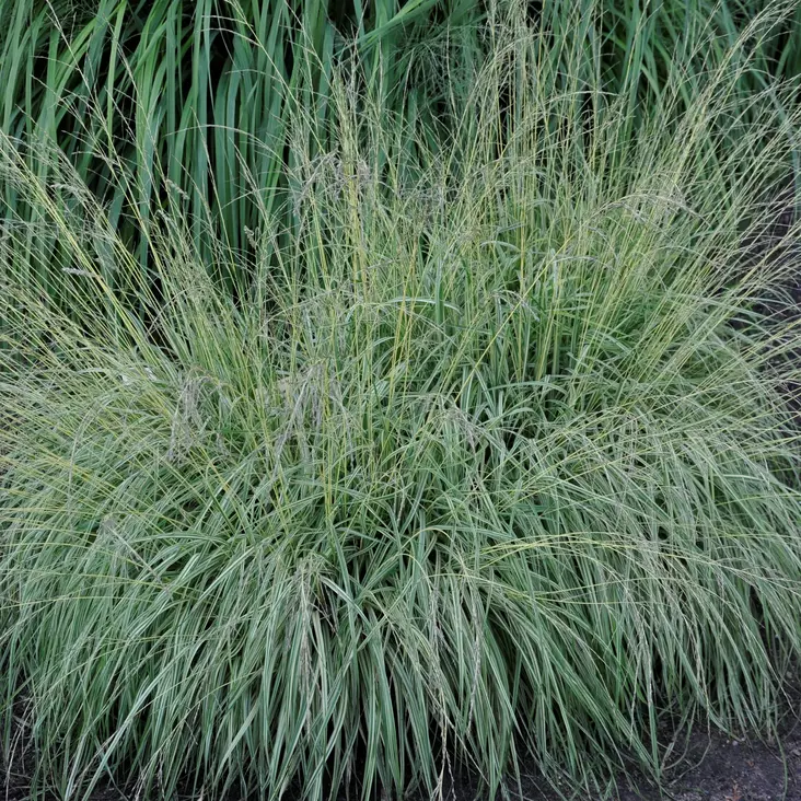 Kirjosiniheinä Variegata - Koristeheinät - 73661 - 1