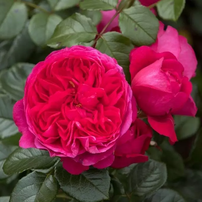 Köynnösruusu Deep Love - Köynnösruusut - 30841 - 1