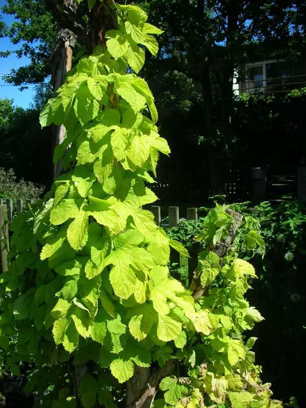 Kultahumala Aureus - Köynnöskasvit - 5141 - 1