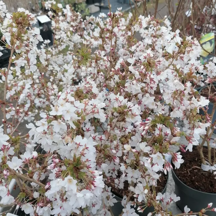 Kuriilienleimukirsikka Brillant C5 - Koristepensaat - 43601 - 1