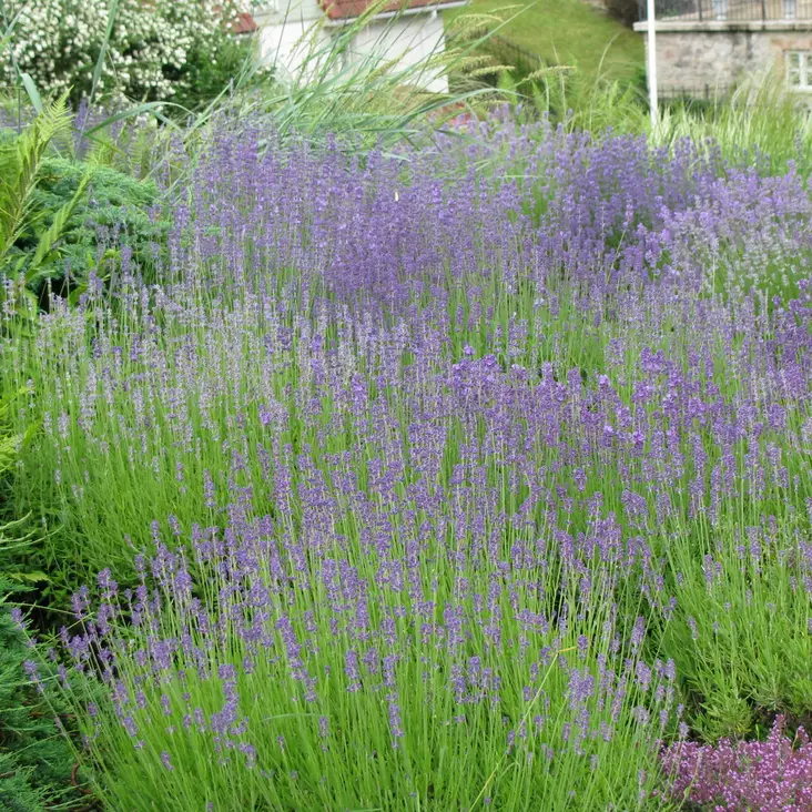 Laventeli Hidcote Blue P9 - Perennat - 72951 - 1