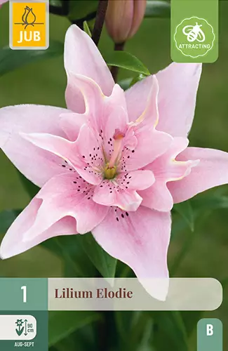 Lilja Elodie 1 kpl/pkt - Liljat - 8712438618741 - 1