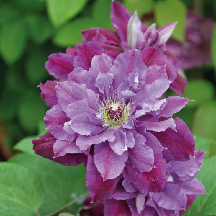 Loistokärhö Birthday Girl - Köynnöskasvit - 51051 - 1