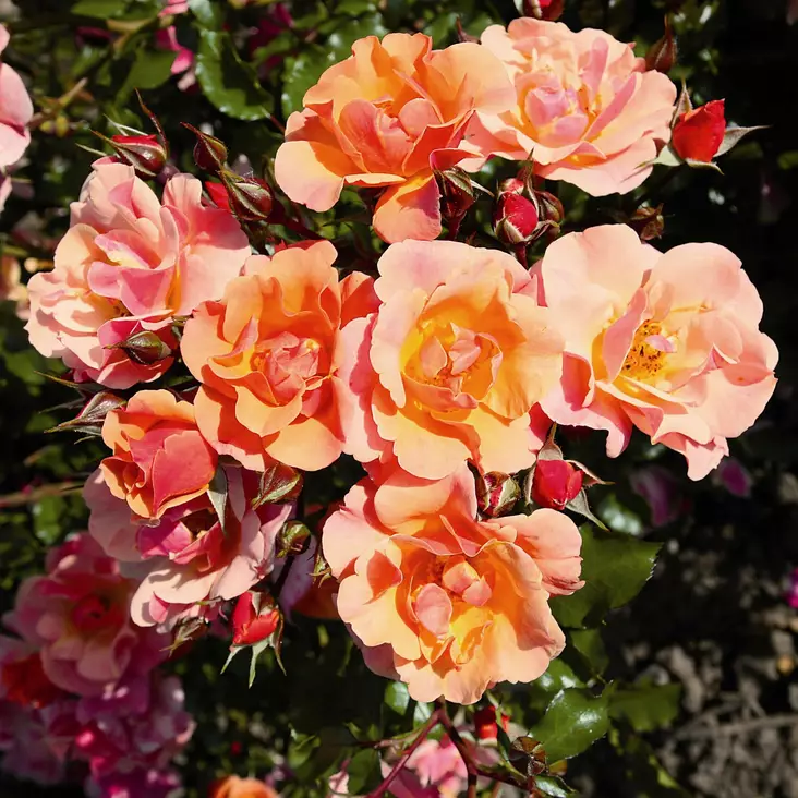 Maanpeittoruusu Jazz - Ryhmäruusut - 31531 - 1