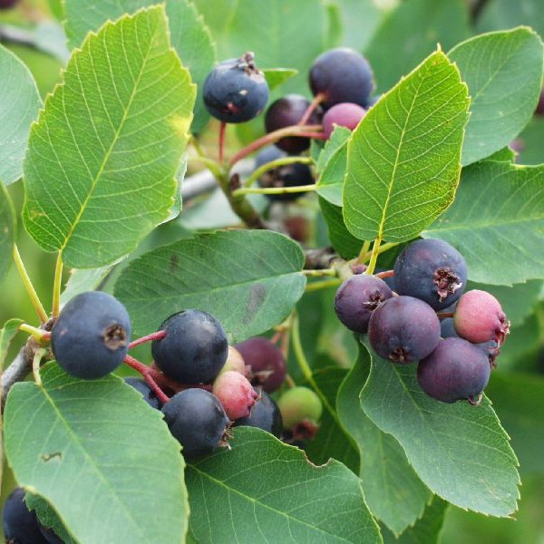 Marjatuomipihlaja Northline (Saskatoon) - Erikoismarjat ja hyötykasvit - 14421 - 1