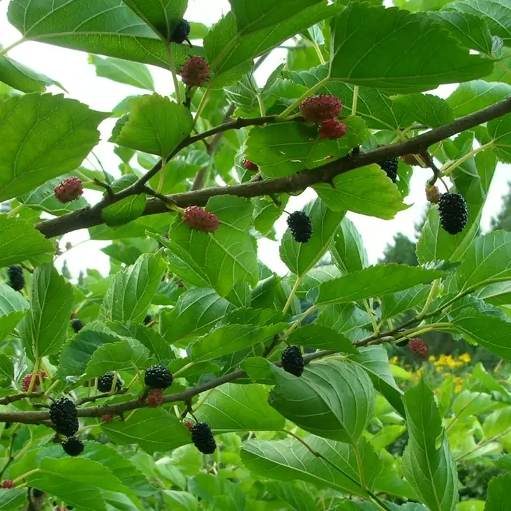 Mustamulperi Mulle - Erikoismarjat ja hyötykasvit - 46041 - 1