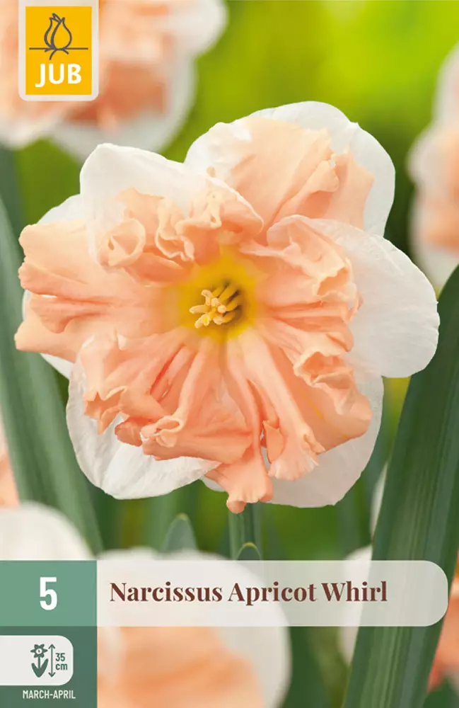 Narsissi Apricot Whirl 5 kpl/pkt - Narsissit - 8712438997921 - 1
