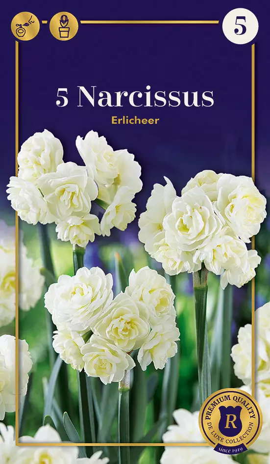 Narsissi Erlicheer 5 kpl/pkt - Narsissit - 8711148247531 - 1