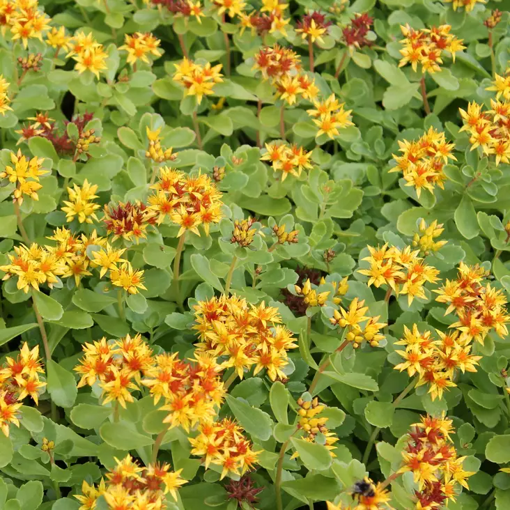 Pääskynmaksaruoho - Perennat - 75261 - 1