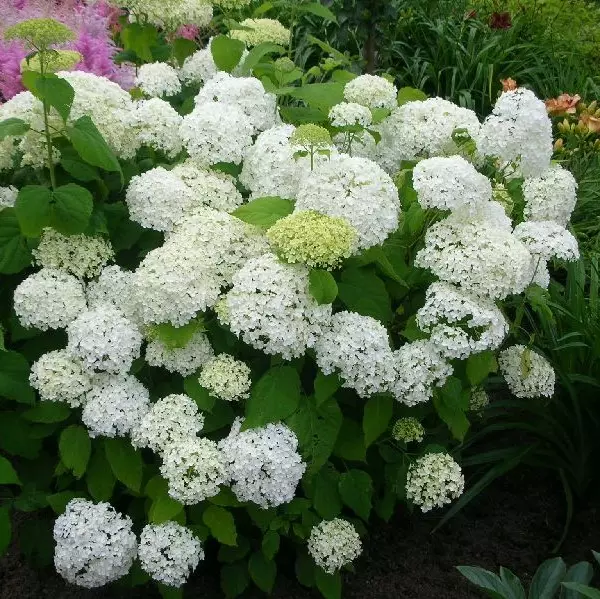 Pallohortensia Annabelle - Koristepensaat - 45931 - 1