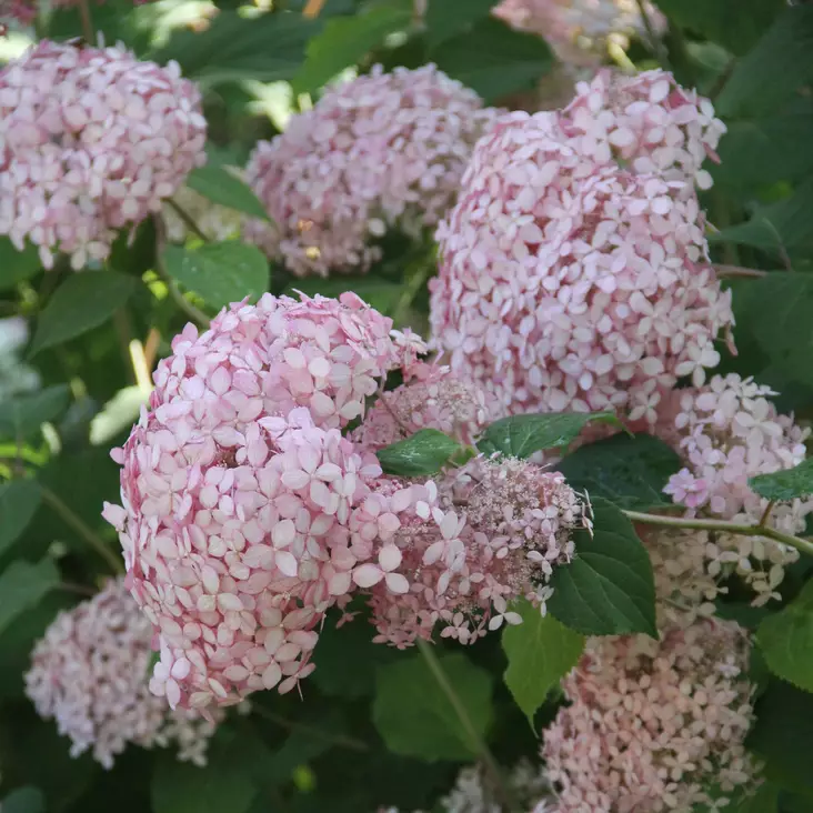 Pallohortensia Bubblegum - Koristepensaat - 45711 - 1