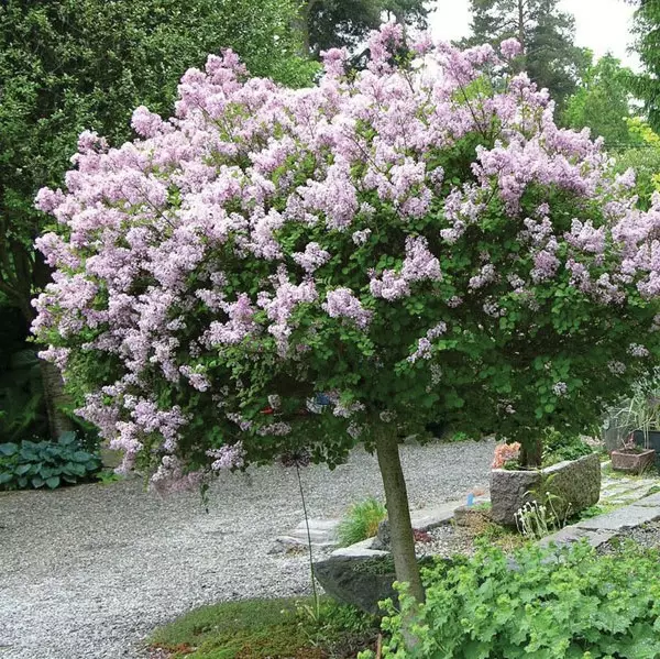 Pallopikkusyreeni Palibin rungolla - Koristepuut - 4371 - 1