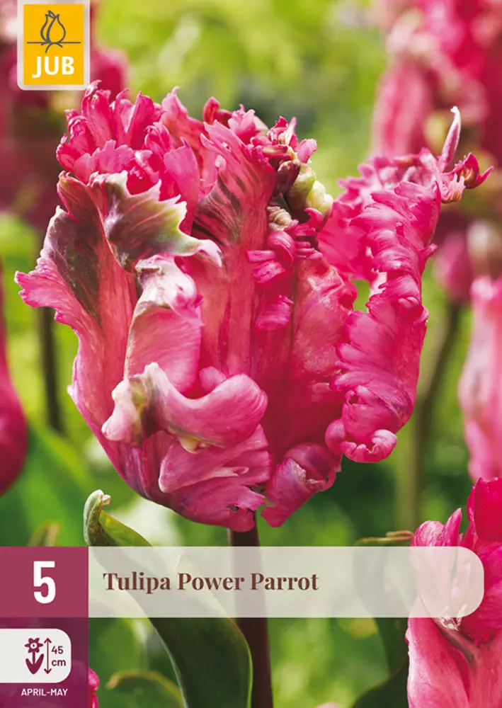 Papukaijatulppaani PowerParrot 5 kpl/pkt - Tulppaanit - 8712438998331 - 1