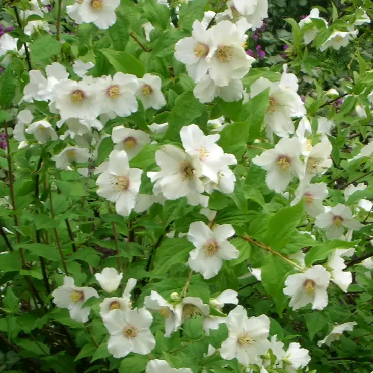 Pikkujasmike Belle Etoile - Koristepensaat - 4611 - 1