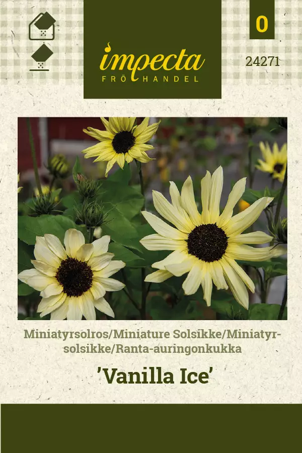 Ranta-auringonkukka Vanilla Ice - Kukkien ja koristeheinien siemenet - 7332756242711 - 1