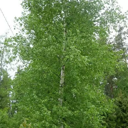 Rauduskoivu - Koristepuut - 40411 - 1