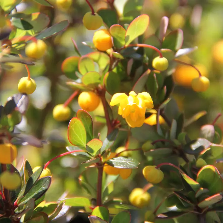 Reunushappomarja Nana - Koristepensaat - 45191 - 1