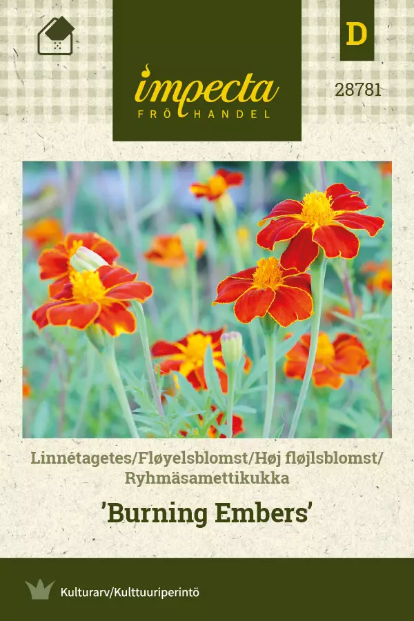Ryhmäsamettikukka Burning Embers - Kukkien ja koristeheinien siemenet - 7332756287811 - 0