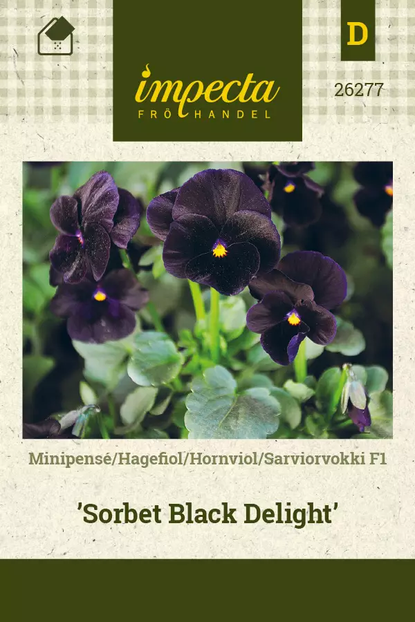 Sarviorvokki F1 Sorbet Black Delight - Kukkien ja koristeheinien siemenet - 7332756262771 - 0
