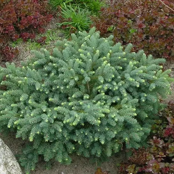 Siilivalkokuusi Echiniformis 20-25 - Havupuut - 61311 - 1