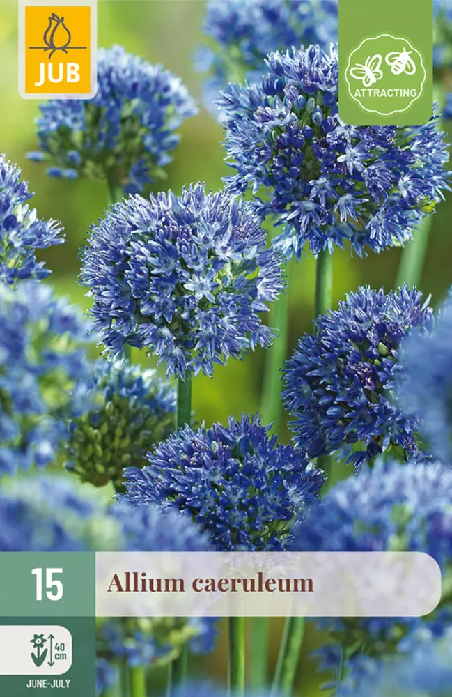 Sinilaukka Caeruleum 15 kpl/pkt - Laukat - 8712438517051 - 1