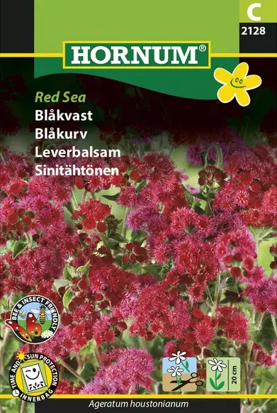 Sinitähtönen Red Sea - Kukkien ja koristeheinien siemenet - 5708787021281 - 1