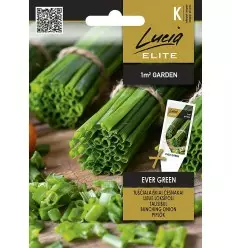 Sipuli Elite Bunching Ever Green - Vihannesten ja yrttien siemenet - 4770168928541 - 1