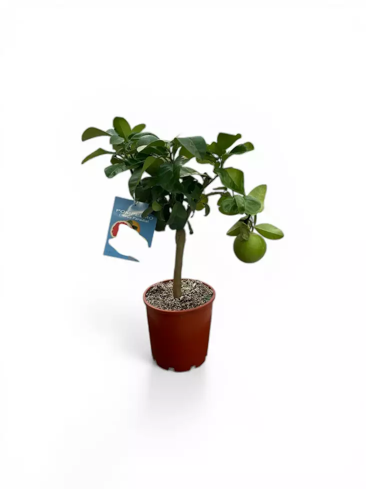 Sitrus Pomelo ø20 cm - Kesä- ja kausikukat - 2001241 - 1