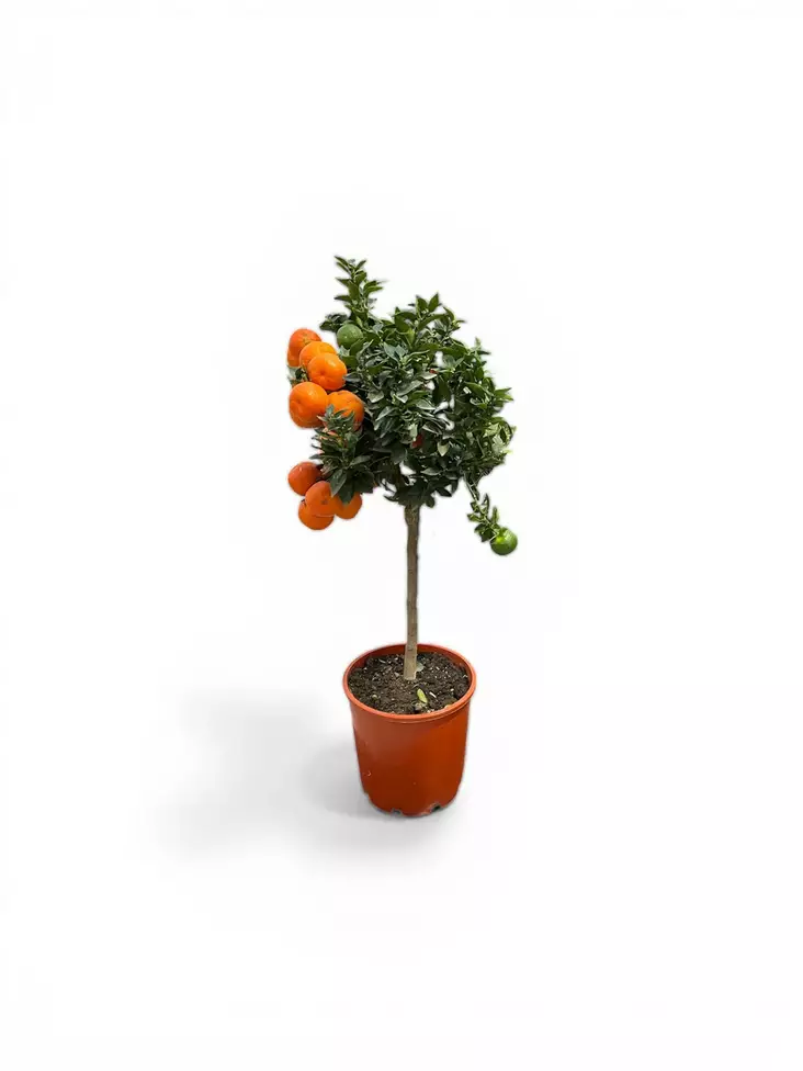 Sitruspuu Chinotto, Pomeranssipuu - Kesä- ja kausikukat - 2001221 - 1