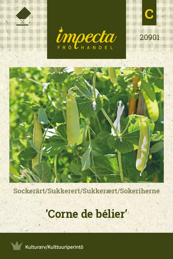 Sokeriherne Corne de bélier - Vihannesten ja yrttien siemenet - 7332756209011 - 0