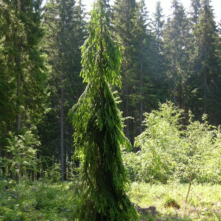 Surukuusi Sälinkään Pilari - Bonsait ja erikoishavut - 61241 - 1