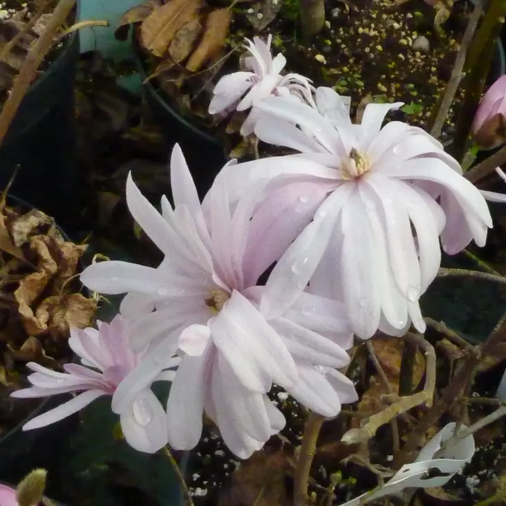 Tähtimagnolia Rosea - Koristepensaat - 42941 - 1