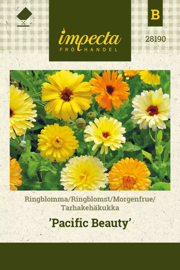 Tarhakehäkukka Pacific Beauty - Kukkien ja koristeheinien siemenet - 7332756281901 - 0