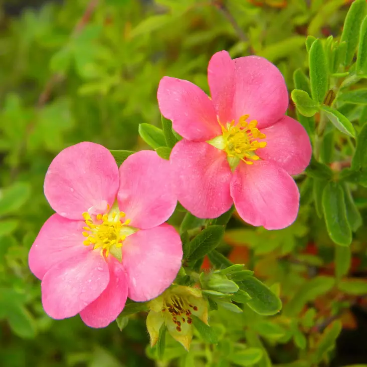 Tarhapensashanhikki Pink Paradise - Koristepensaat - 46181 - 1