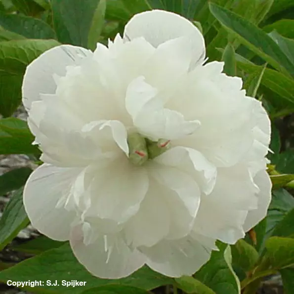 Tarhapioni Alba Plena - Perennat - 73961 - 1