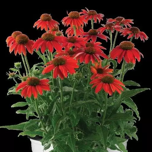 Tarhapunahattu Lakota Red - Perennat - 71971 - 1