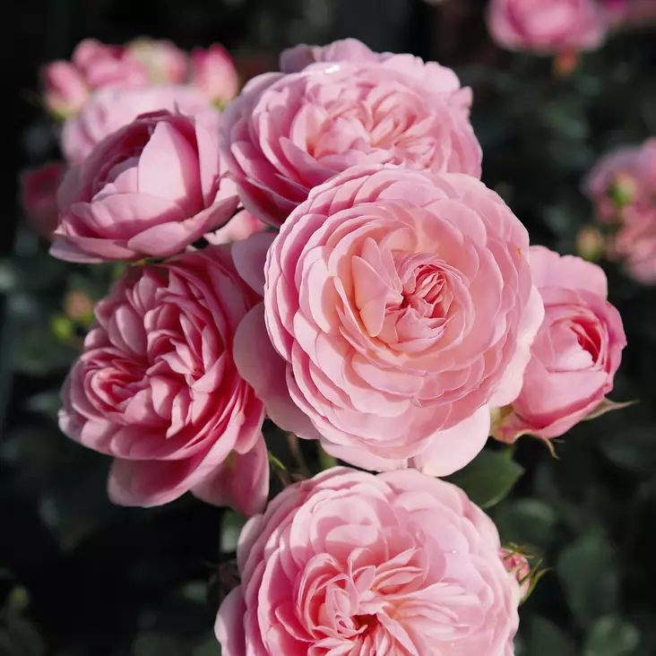 Tertturuusu Bailando - Ryhmäruusut - 31321 - 1