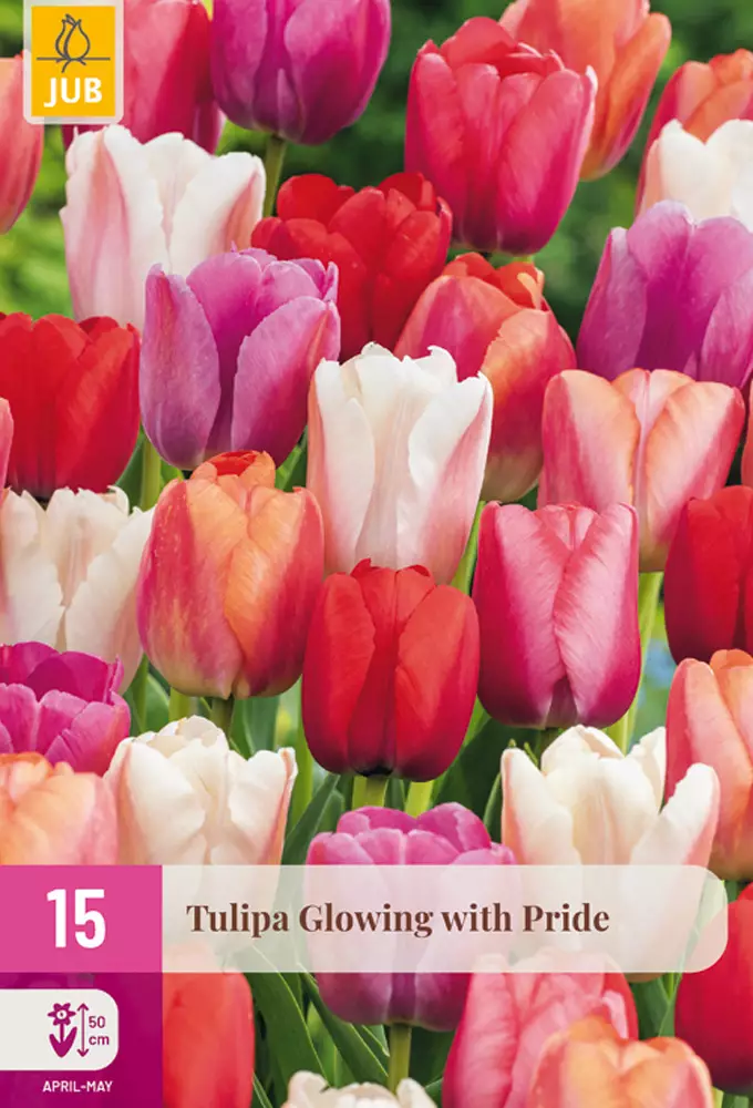 Tulppaani Glowing with Pride 15 kpl/pkt - Tulppaanit - 8720873008911 - 1