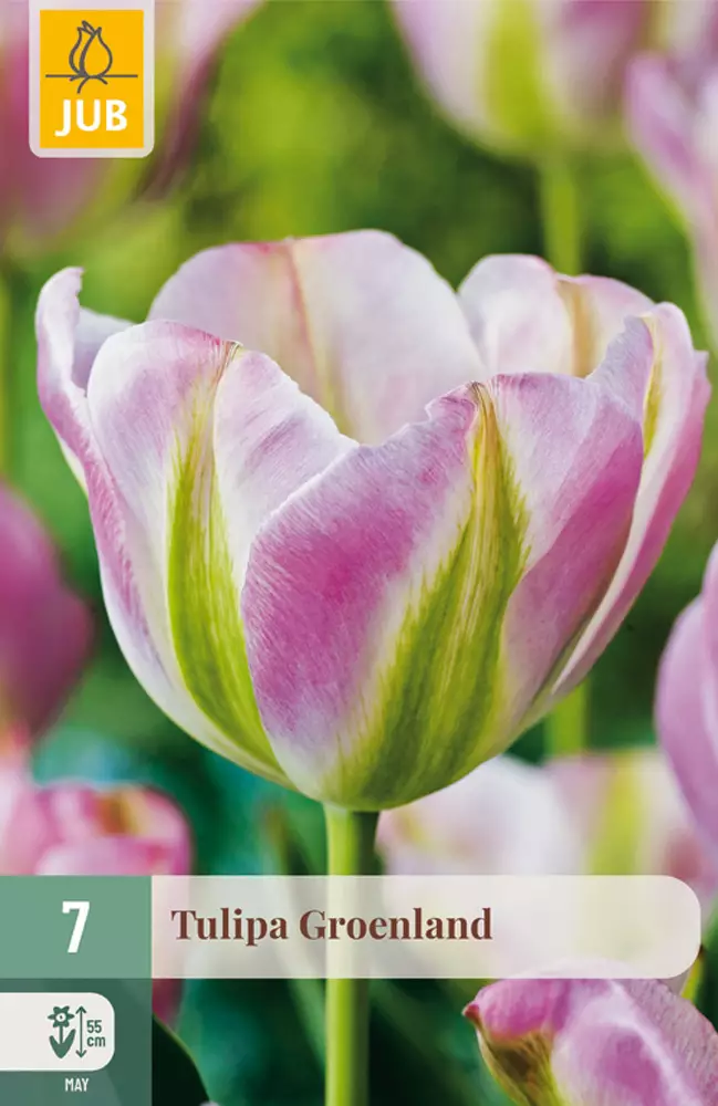Tulppaani Groenland 7 kpl/pkt - Tulppaanit - 8712438506451 - 1