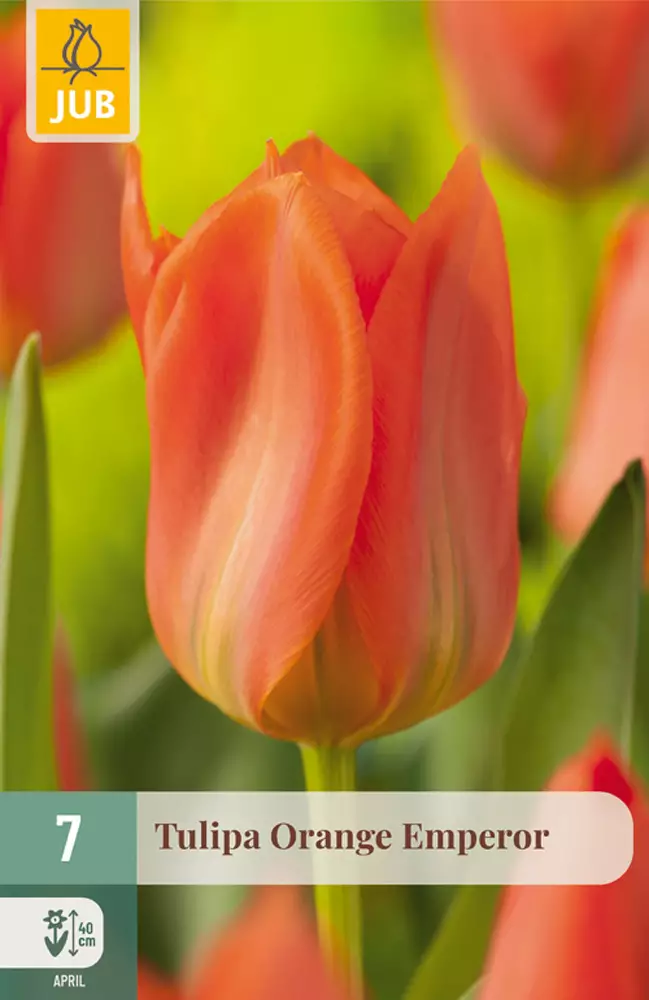 Tulppaani Orange Emperor 7 kpl/pkt - Tulppaanit - 8712438508301 - 1