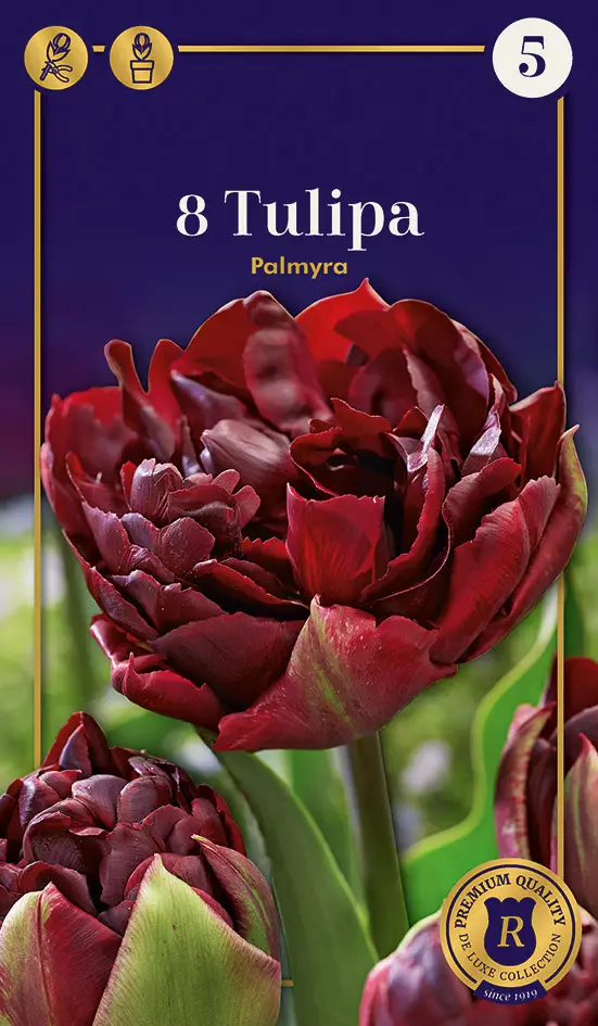 Tulppaani Palmyra 8 kpl/pkt - Tulppaanit - 8711148245711 - 1
