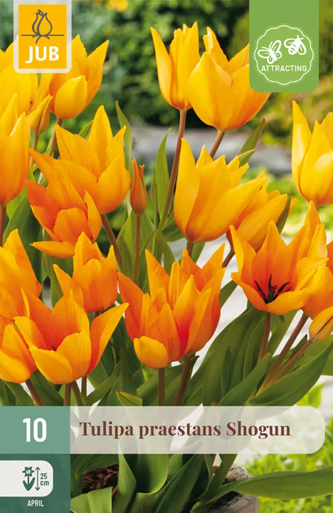 Tulppaani Praestans Shogun 10 kpl/pkt - Tulppaanit - 8712438997891 - 1