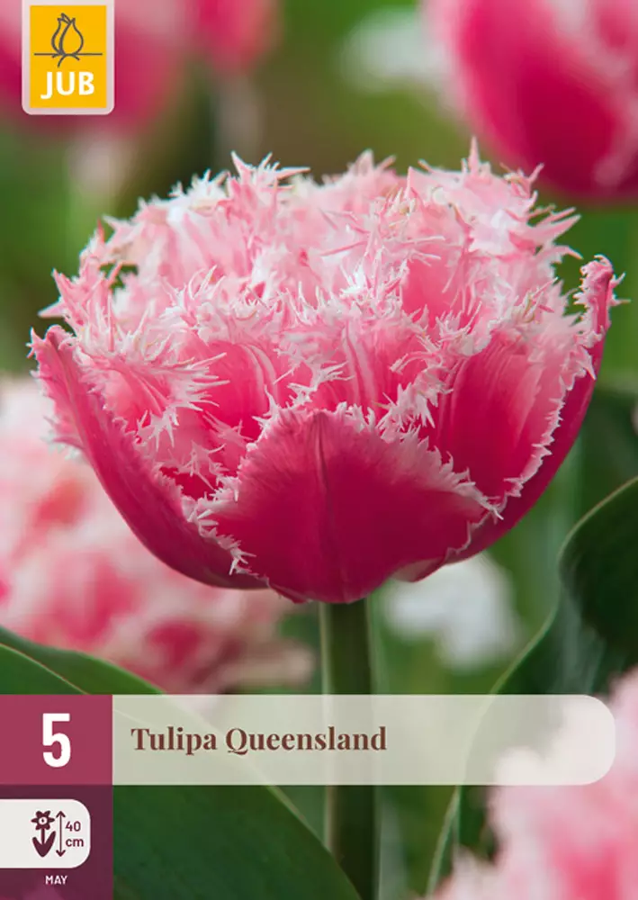 Tulppaani Queensland 5 kpl/pkt - Tulppaanit - 8712438526701 - 1